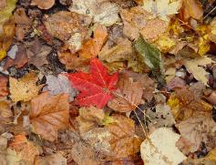 To view or purchase photographic prints Click the Photo Gallery link at the right